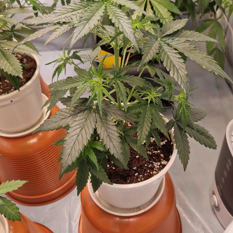 Northern Lights Auto Royal #1 growlog timeline photo