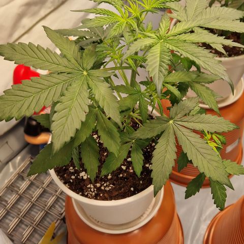 Royal Blumatic Auto  growlog timeline photo
