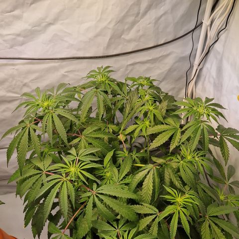 Gorilla Skittlez Barney's Farm  growlog timeline photo