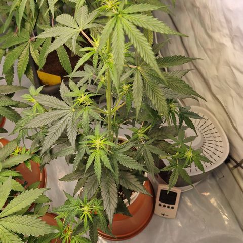 Northern Lights Auto Royal #1 growlog timeline photo