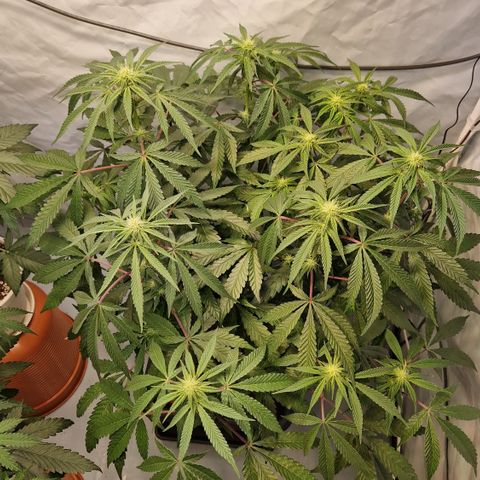 Gorilla Skittlez Barney's Farm  growlog timeline photo