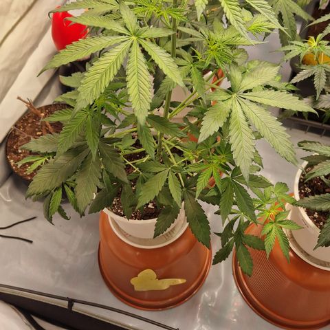 Royal Blumatic Auto  growlog timeline photo