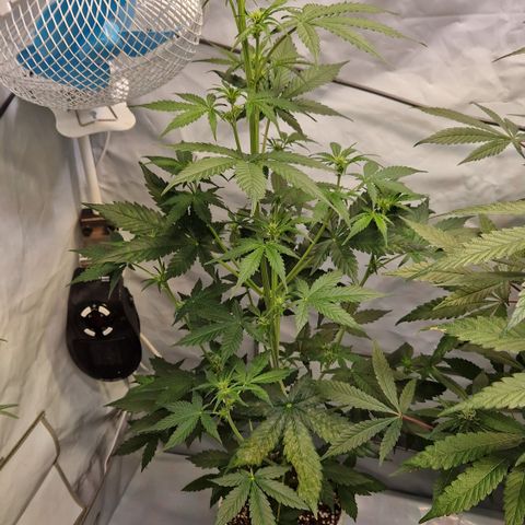 Royal Dwarf Auto Royalqueenseeds growlog timeline photo