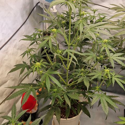 Northern Lights Auto Royal #2 growlog photo