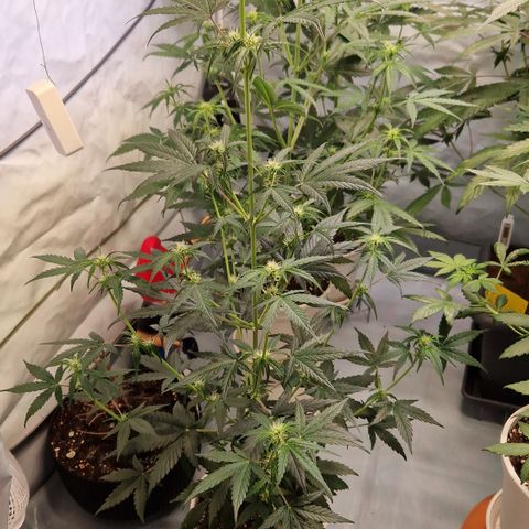 Northern Lights Auto Royal #1 growlog timeline photo
