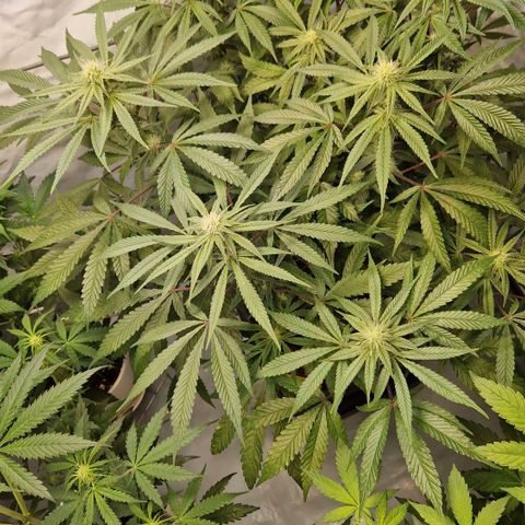 Gorilla Skittlez Barney's Farm  growlog timeline photo