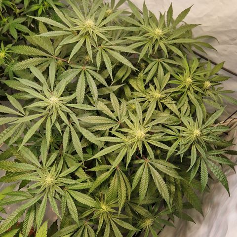 Gorilla Skittlez Barney's Farm  growlog timeline photo