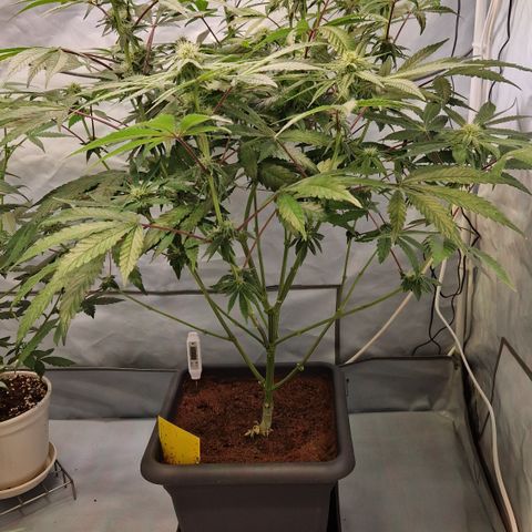 Gorilla Skittlez Barney's Farm  growlog timeline photo