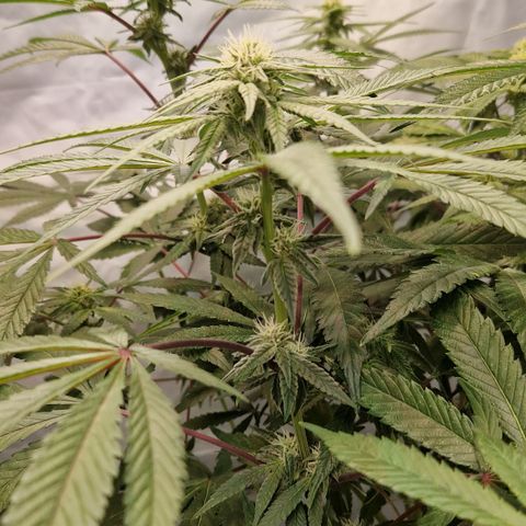 Gorilla Skittlez Barney's Farm  growlog timeline photo