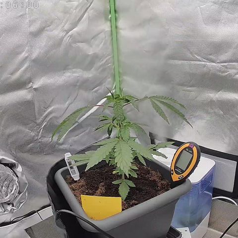 Gorilla Skittlez Barney's Farm  growlog timeline photo
