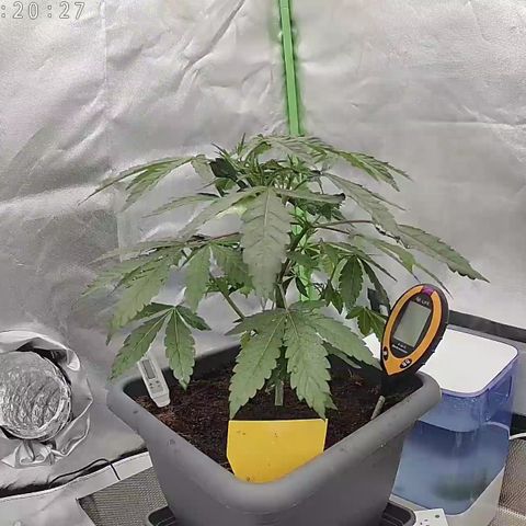 Gorilla Skittlez Barney's Farm  growlog timeline photo
