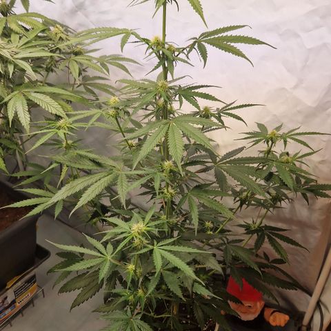 Northern Lights Auto Royal #2 growlog timeline photo