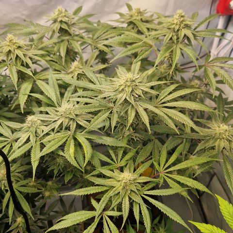 Gorilla Skittlez Barney's Farm  growlog timeline photo