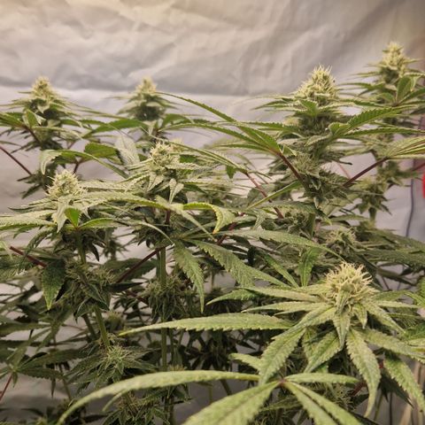 Gorilla Skittlez Barney's Farm  growlog timeline photo