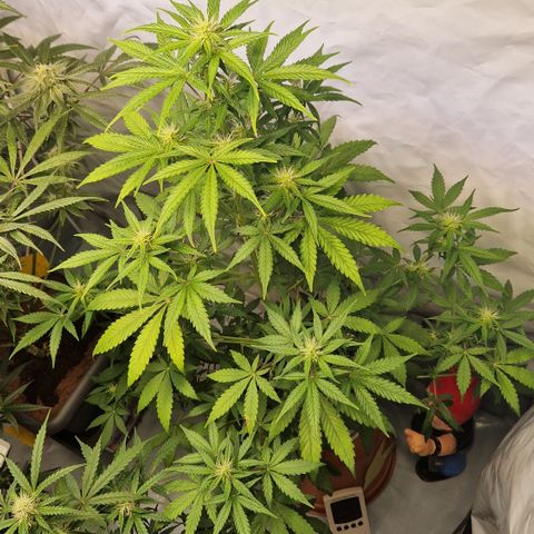 Royal Blumatic Auto  growlog timeline photo