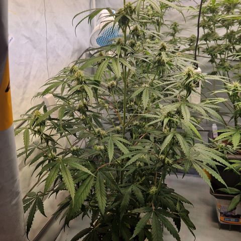Northern Lights Auto Royal #2 growlog timeline photo