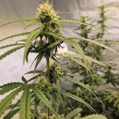Northern Lights Auto Royal #2 growlog timeline photo