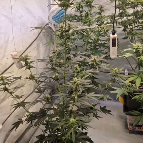 Northern Lights Auto Royal #1 growlog timeline photo