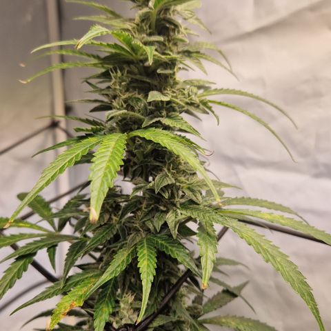 Royal Dwarf Auto Royalqueenseeds growlog timeline photo