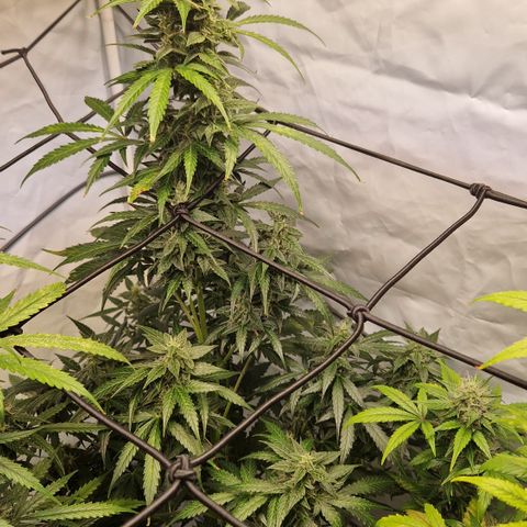 Royal Dwarf Auto Royalqueenseeds growlog timeline photo