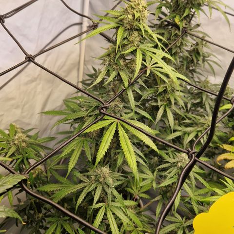 Northern Lights Auto Royal #2 growlog timeline photo