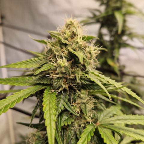 Northern Lights Auto Royal #2 growlog timeline photo