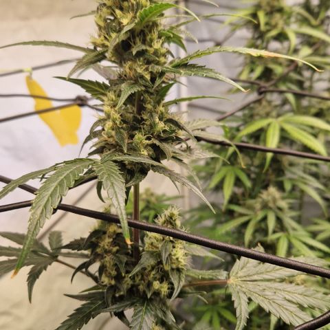 Northern Lights Auto Royal #1 growlog timeline photo