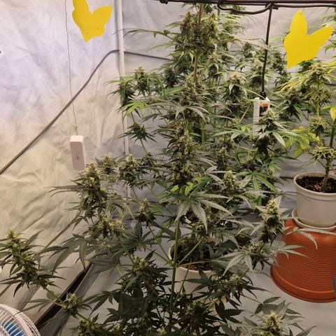 Northern Lights Auto Royal #1 growlog timeline photo