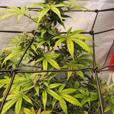Royal Blumatic Auto  growlog timeline photo