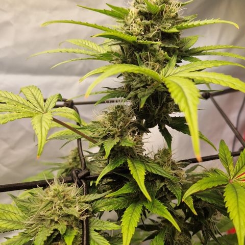 Royal Blumatic Auto  growlog timeline photo