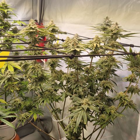 Gorilla Skittlez Barney's Farm  growlog timeline photo