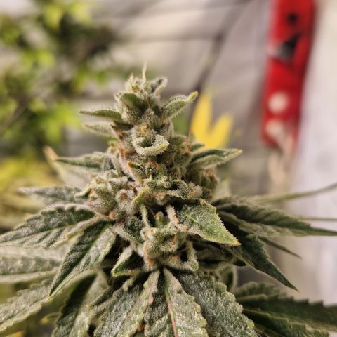 Gorilla Skittlez Barney's Farm  growlog timeline photo