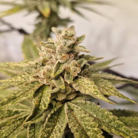 Gorilla Skittlez Barney's Farm  growlog timeline photo