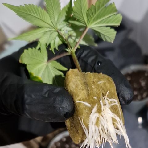 OG Kush Clones #2 9stk. Barney's  growlog photo