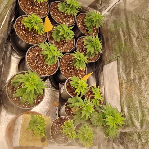 OG Kush Clones #2 9stk. Barney's  growlog photo