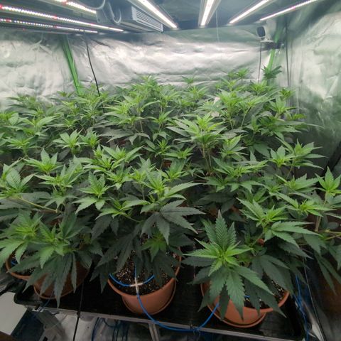 OG Kush Clones #2 9stk. Barney's  growlog timeline photo