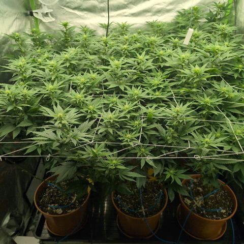 OG Kush Clones #2 9stk. Barney's  growlog timeline photo