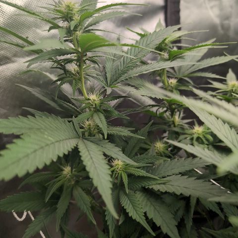 OG Kush Clones #2 9stk. Barney's  growlog timeline photo