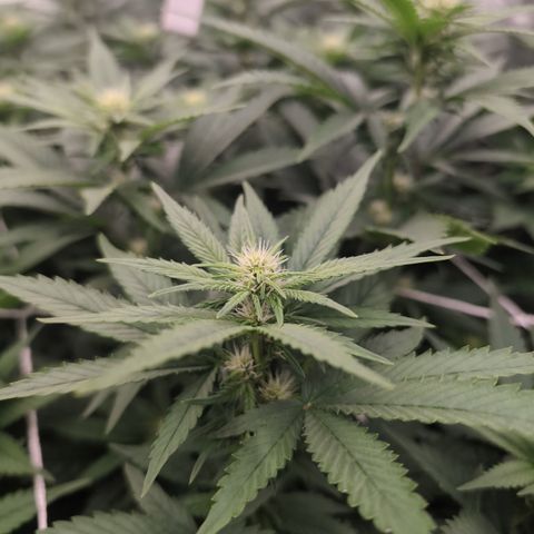 OG Kush Clones #2 9stk. Barney's  growlog timeline photo