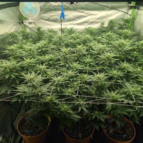 OG Kush Clones #2 9stk. Barney's  growlog timeline photo