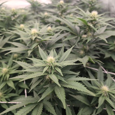 OG Kush Clones #2 9stk. Barney's  growlog timeline photo