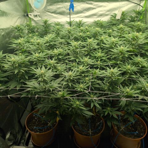 OG Kush Clones #2 9stk. Barney's  growlog timeline photo