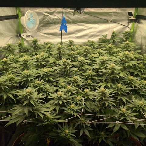 OG Kush Clones #2 9stk. Barney's  growlog timeline photo