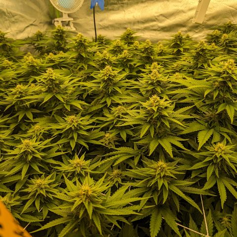 OG Kush Clones #2 9stk. Barney's  growlog timeline photo