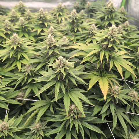 OG Kush Clones #2 9stk. Barney's  growlog timeline photo