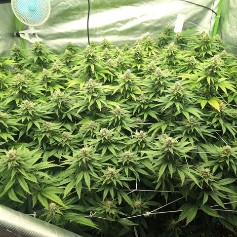 OG Kush Clones #2 9stk. Barney's  growlog timeline photo