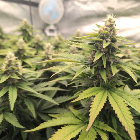 OG Kush Clones #2 9stk. Barney's  growlog timeline photo