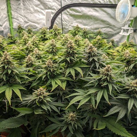 OG Kush Clones #2 9stk. Barney's  growlog timeline photo