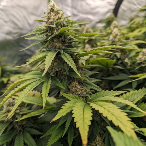 OG Kush Clones #2 9stk. Barney's  growlog timeline photo