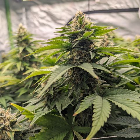 OG Kush Clones #2 9stk. Barney's  growlog timeline photo
